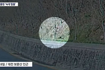 탈출 늑대 '늑구'는 어디에…사흘째 추적 속 '가짜 정보' 변수