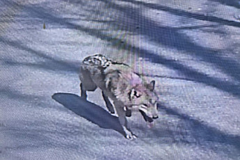 늑구는 정말 ‘탈출’하고 싶었을까? 미스터리 한국 동물원 탈출사 [이슈크래커]