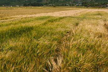 트럼프 “비료 가격 주시”…중동전에 글로벌 식량 불안 확산