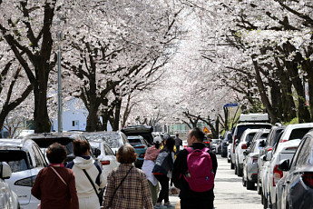 [내일날씨] ‘진짜 봄’ 온다, 전국 최고기온 15~27도...일교차 최대 15도
