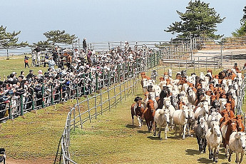 '제주도 말 100여마리 초원질주...입목 전통재현 축제