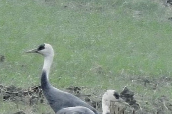 마지막 순천만 흑두루미...순천시 마무리 북상 준비