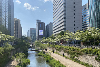 하얀 꽃비 쏟아지는 거리…산림청이 뽑은 ‘이팝나무길’은 어디?