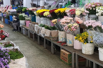 수입 국화도 추적관리…꽃시장 거래질서 손본다