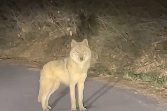 벌써 탈출 일주일째…