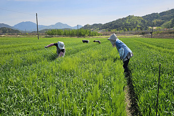 알코올 간 손상 막는 새싹보리 ‘혜누리’…종자 보급 8배 확대