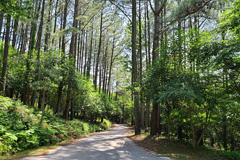 짧게 끝내던 임도공사 바꾼다…산림청, 5년 이상 ‘다년화’ 시범 착수