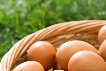 日 계란 가격, 조류인플루엔자·중동 지정학 리스크 겹치며 최고치 경신