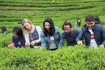 '말차로 세계를 잇다'...보성군 다향대축제 보러오세요