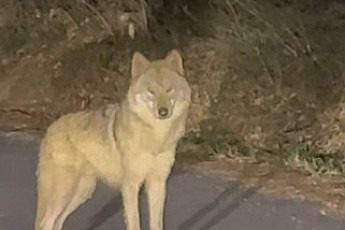 늑구 추적 홈페이지 확산⋯