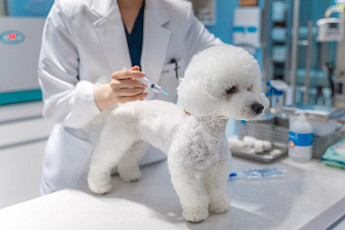 서울시, 반려동물 광견병 예방접종 시작⋯5만 마리분 무료 공급