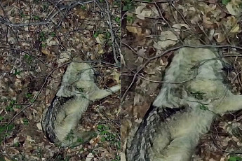 늑구 수색 8일째…드론이 포착한 탈출 늑대 상태