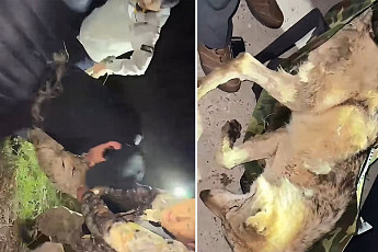 드디어 돌아온 늑구…생포 당시 현장 모습