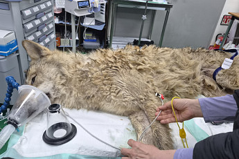 탈출 늑대 '늑구' 열흘 만에 생포⋯이스라엘-레바논 10일 간 휴전 外 [오늘의 주요뉴스]