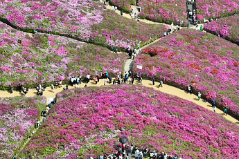 '철쭉 만개한 꽃동산 눈호강' [포토로그]
