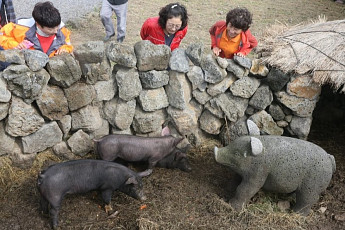 돼지 문화 담긴 유물·자료...제주돌문화공원 공개 구입 나서