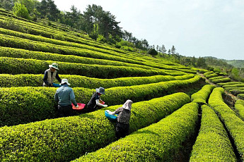 남도는 지금...곡우 맞아 보성군 햇차 수확 한창