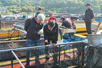 '역대 최고' 2026년산 물김...땅끝해남군 1545억 위판