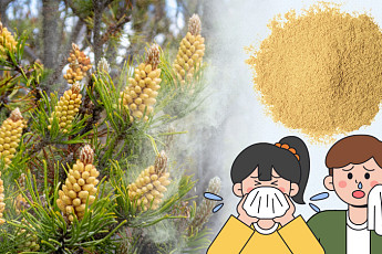 뿌연 노란 가루…송화가루가 몰려온다 [해시태그]