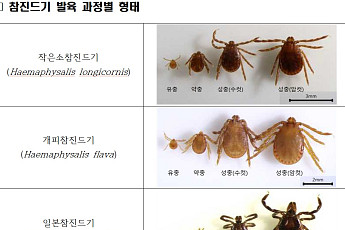 봄나들이 반려동물도 위험하다…4~5월 ‘참진드기 약충’ 급증