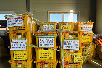 중국산 사과묘목 63만 주 ‘통째 밀수’…여의도 1.4배 과수원 될 뻔