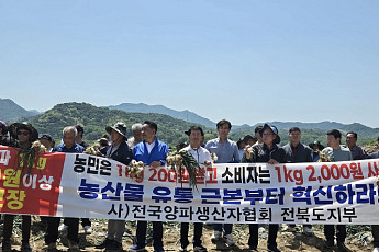 전북 양파농가, 가격폭락에 수확포기 위기