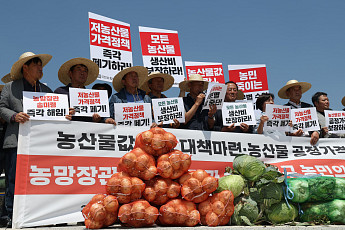풍년이 공포가 된 양파밭…밭 갈아엎자 정부, 마트 특판 긴급 투입
