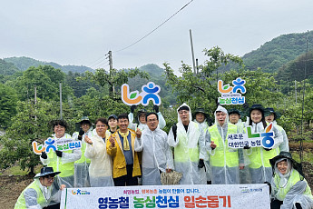 비 맞으며 사과 솎았다…경기농협 임직원 20명, 포천 과수원으로 달려간 이유
