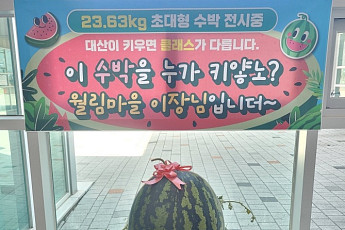 창원서 23.63㎏ '슈퍼수박' 수확⋯일반 수박 2배 크기