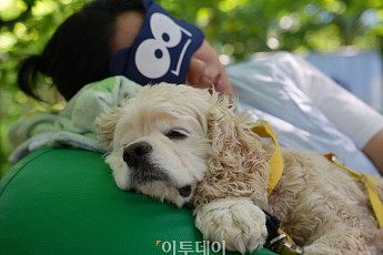 유한킴벌리, 숲속 개꿀잠대회 '반려견과 힐링' [포토]