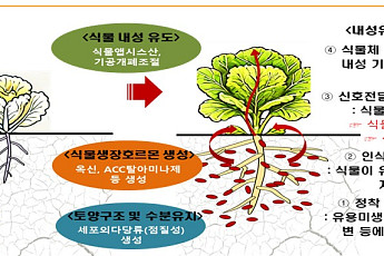 폭염에 말라가던 작물 살렸다…미생물제 쓰자 방울토마토 수확 21.4%↑