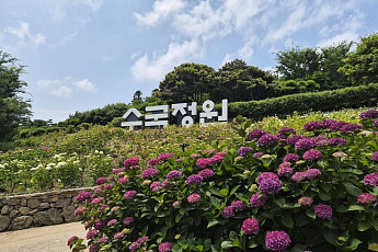 신안군, 도초도서 '2026 섬수국 축제' 개최