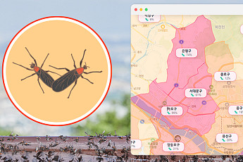 러브버그 출몰 경보, 그 시기가 왔다 [해시태그]