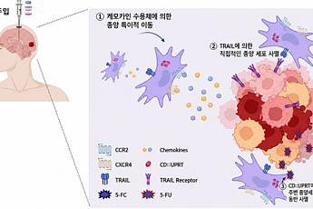 성빈센트병원, 뇌종양 잡는 줄기세포 개발…도농 만성질환 격차 16년째 지속 확인