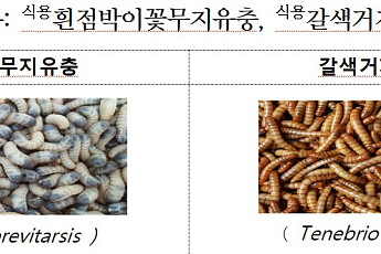 먹는 곤충도 농가부터 ‘해썹’…소비자 불신 넘을 안전망