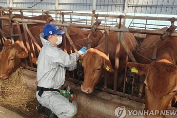 전북 순창 한우농장서 올해 첫 럼피스킨병 발생…“2종 가축 전염병 준한 방역”