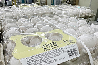 미국·태국 이어 브라질산 계란도 들어온다…수입선 다변화로 AI 대응