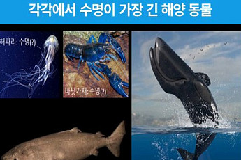 400년, 4000년 사는 해양생물⋯'역노화' 기술 개발 추진