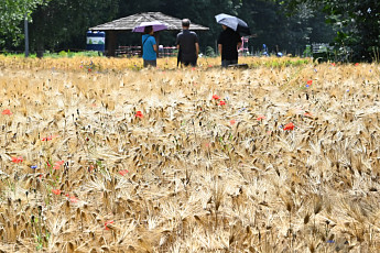 보리 48% 더 심었더니 값 반토막…2만5000톤 ‘소주 원료’로 뺀다
