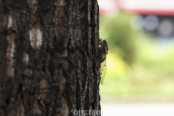 오래 기다린 여름 [한컷]