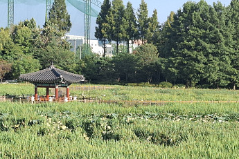 연꽃 사라진 덕진공원…시민들, 연못 준설요구 커진다