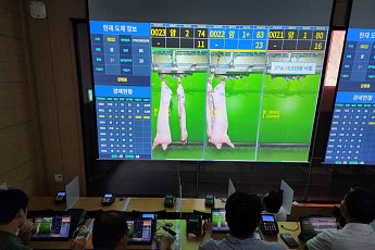 영천서 도축한 돼지, 창녕서 온라인경매…40두 첫 거래