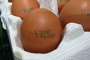 포장지 벗겨도 ‘1+’ 확인…껍데기 등급 표시 계란 판매 확대