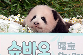 '푸바오 동생' 넷째 곰주 '슈바오' 첫 공개 현장 모습