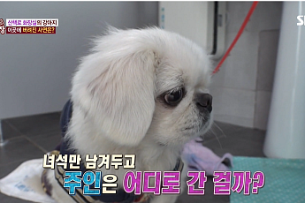 '더는 못 키워…' 반려견은 어디로 갈까
