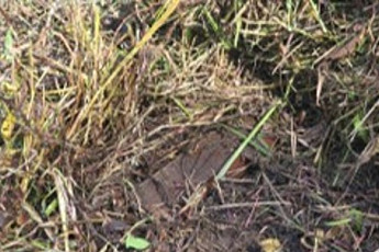 北지뢰, '정전협정 위반'이라는데...외교 대응 '뒷짐'