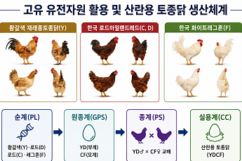 백숙·삼계탕 넘어 달걀로…토종닭, 프리미엄 시장 겨냥