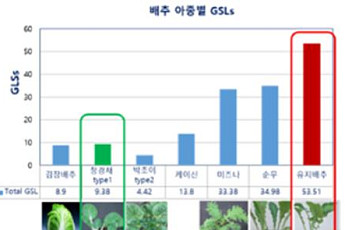 고기 싸 먹는 쌈배추의 변신…항산화 성분 생성량 청경채의 35배