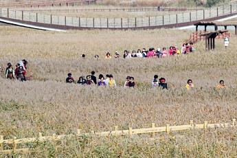 '가을 생태놀이터'...강진군 갈대축제 막 오른다