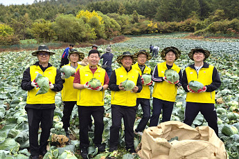 오뚜기 임직원, 인제서 양배추 수확 일손 보탰다…200톤 계약재배